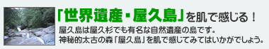 「世界遺産・屋久島」を肌で感じる! - 屋久島は屋久杉でも有名な自然遺産の島です。神秘的太古の森「屋久島」を肌で感じてみてはいかがでしょう。